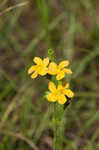 Hairy St. Johnswort